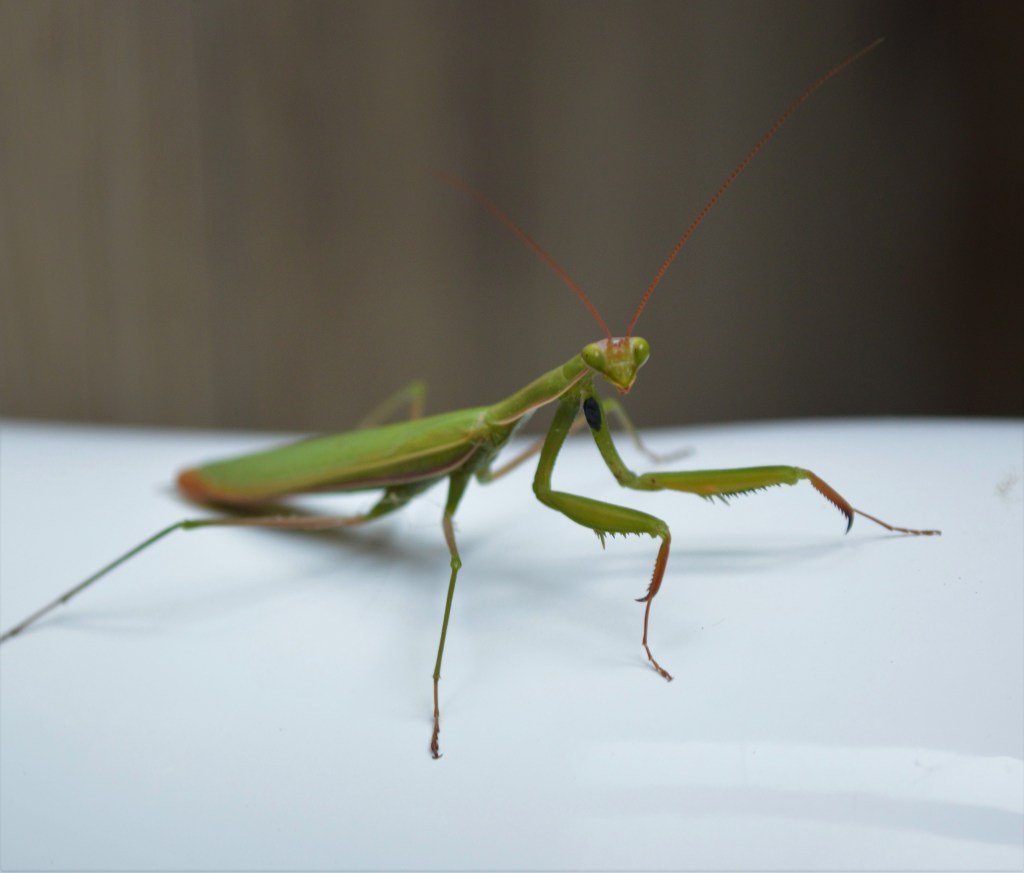 Faune +ou- sauvage&nbsp;😝