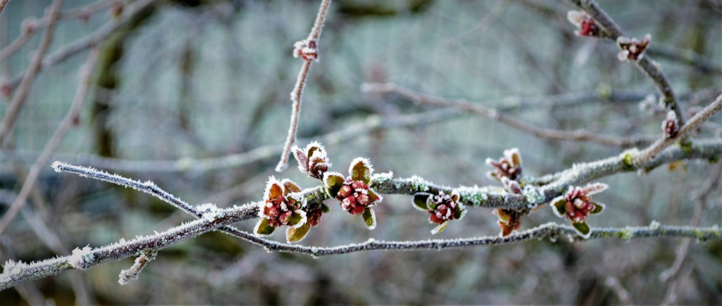 Hiver ☃ & Gelées&nbsp;❄