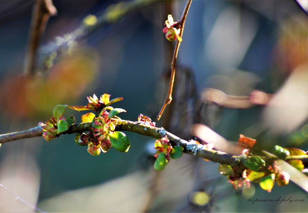 Le Printemps en&nbsp;Février