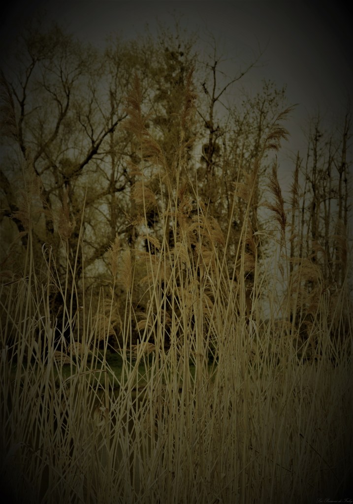 Abords de l'Etang
les-passions-de-faby.com