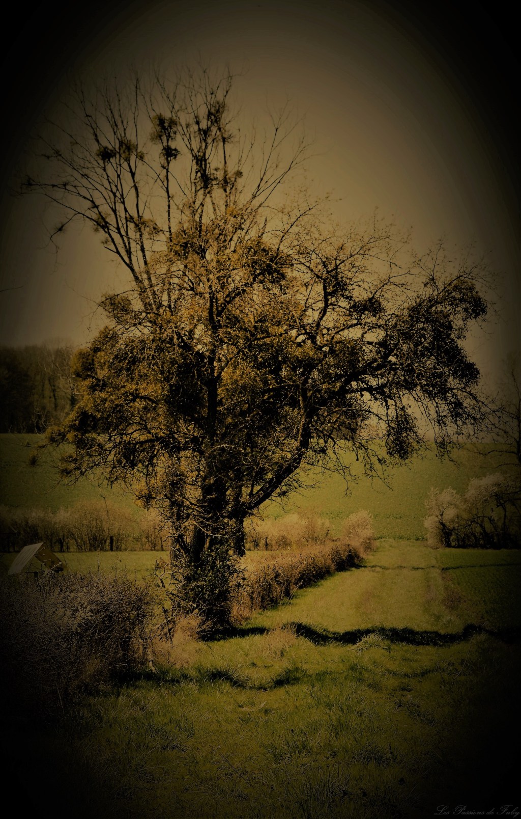 Fleurs 🌼 & Campagne&nbsp;🌄