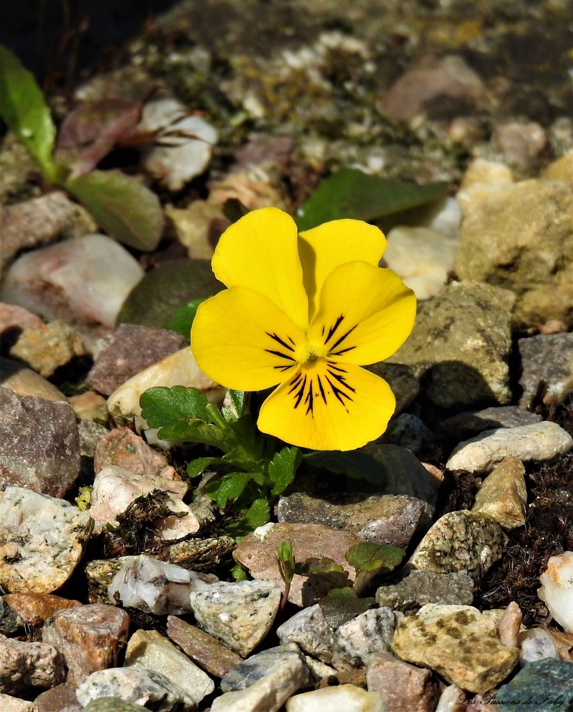 Beauté Parmi les Graviers
les-passions-de-faby.com