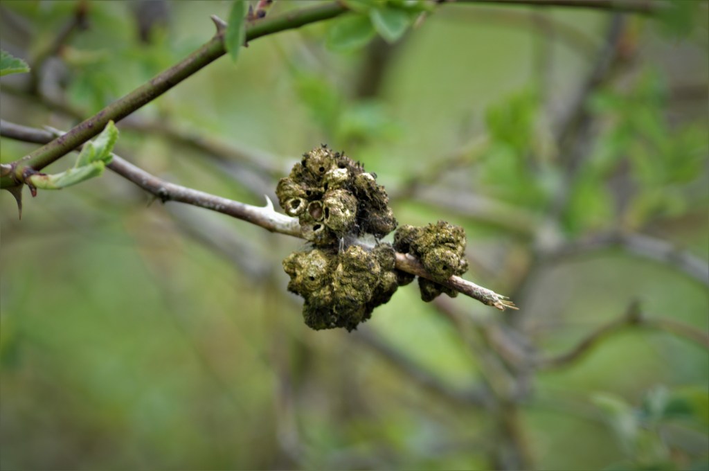 Bizarrerie Animale ou Végétale?
les-passions-de-faby.com