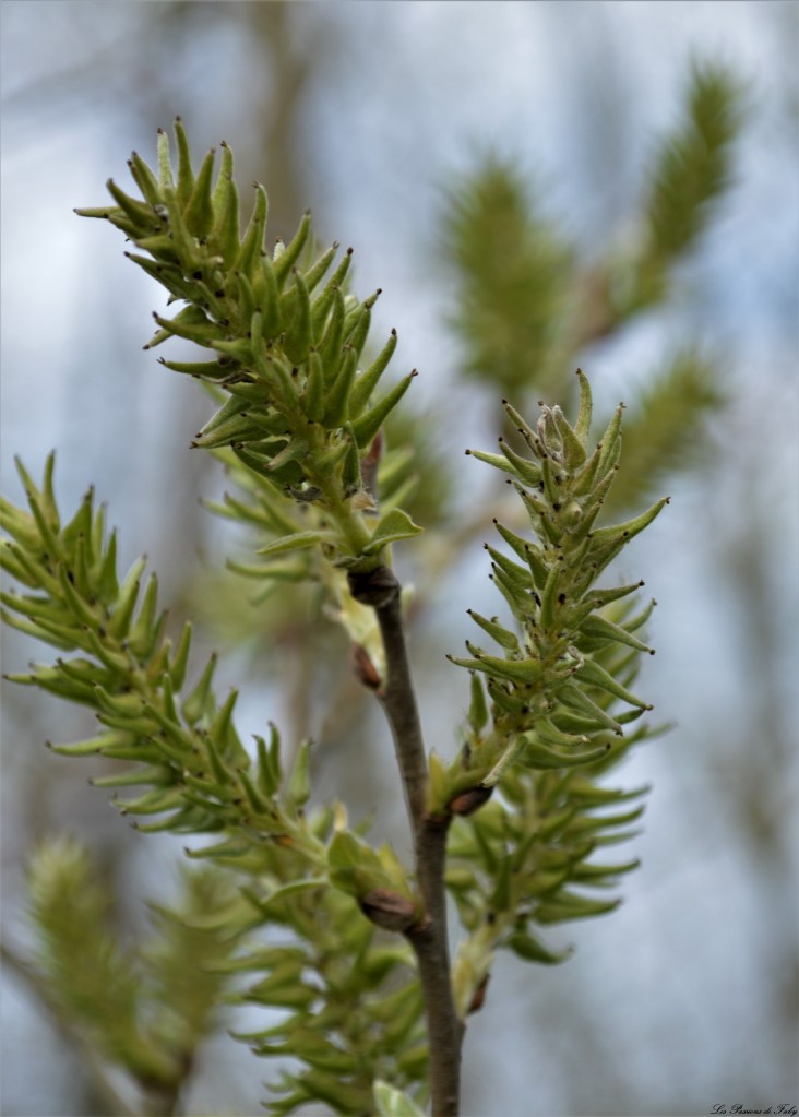 Epineux grandissant
les-passions-de-faby.com