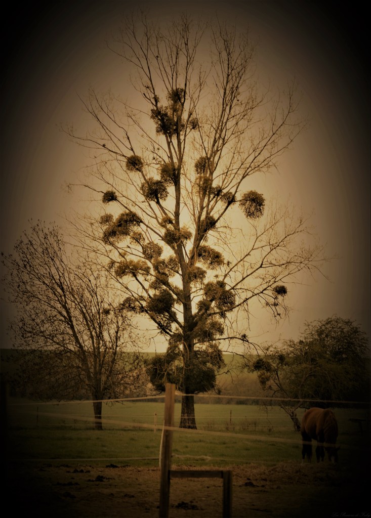 Carte d'Antan
les-passions-de-faby.com