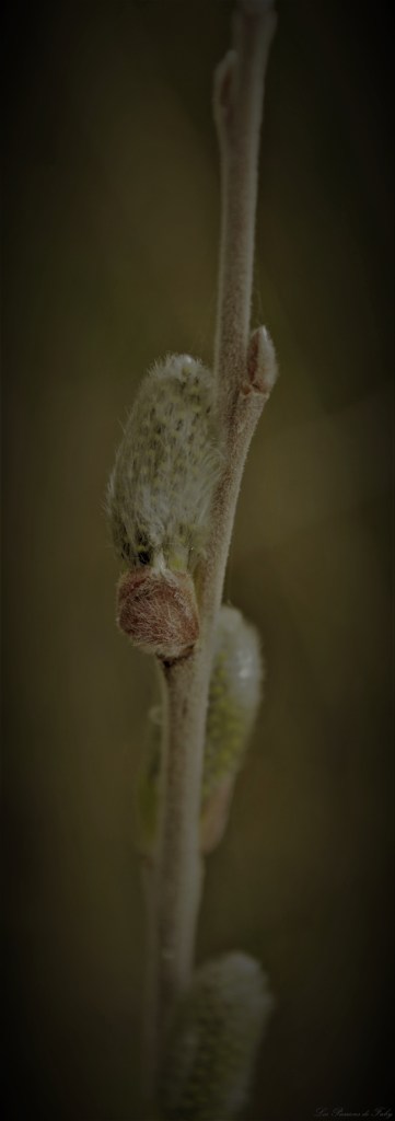 Câlin Végétal
les-passions-de-faby.com