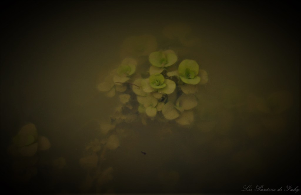 Ceci n'est pas un Nénuphar 'mais ça en jette)
les-passions-de-faby.com