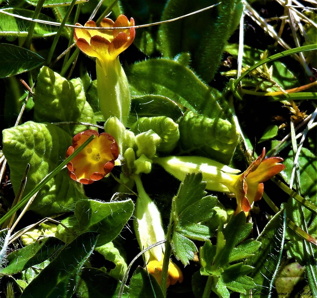 Coucous Rouges in Progress...
les-passions-de-faby.com