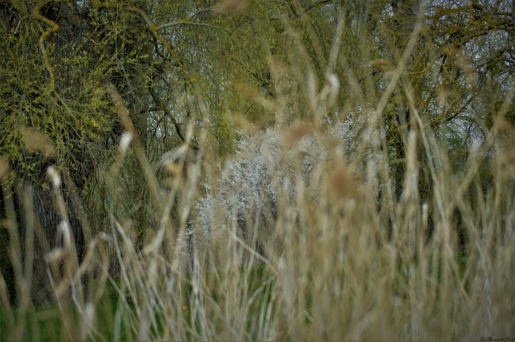 Curiosité
les-passions-de-faby.com