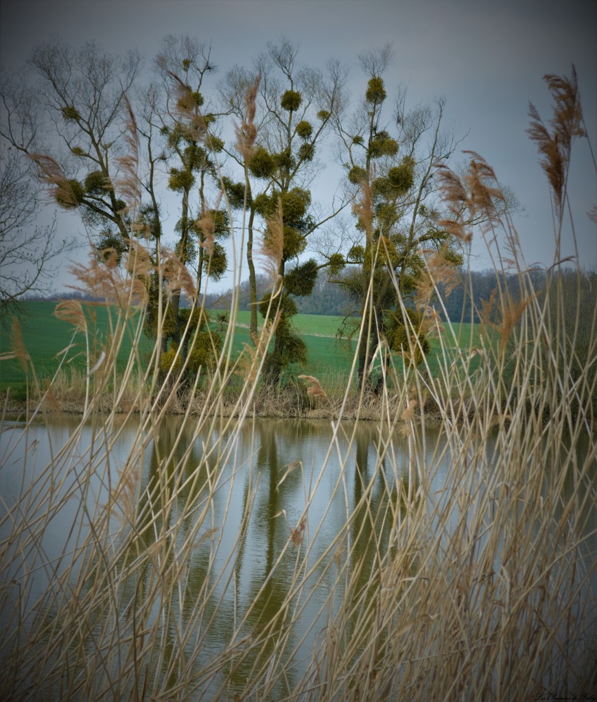 Danse de la Végétation
les-passions-de-faby.com
