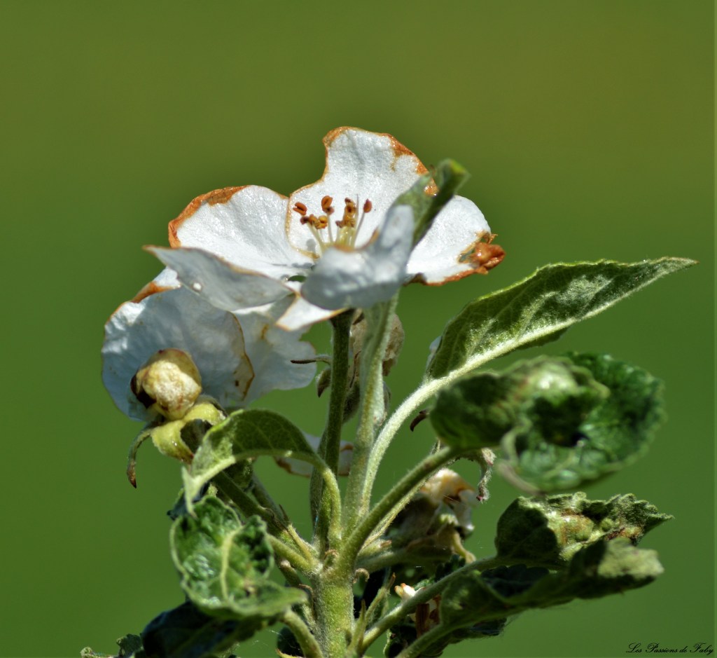 Les pommiers sont en fleurs  Ils berceront ton coeur … 🎶🎵
les-passions-de-faby.com