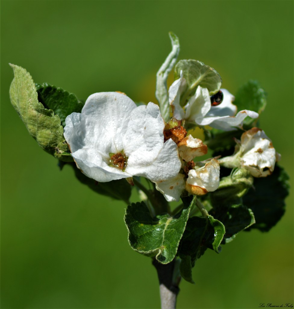 Les pommiers sont en fleurs  Ils berceront ton coeur … 🎶🎵
les-passions-de-faby.com