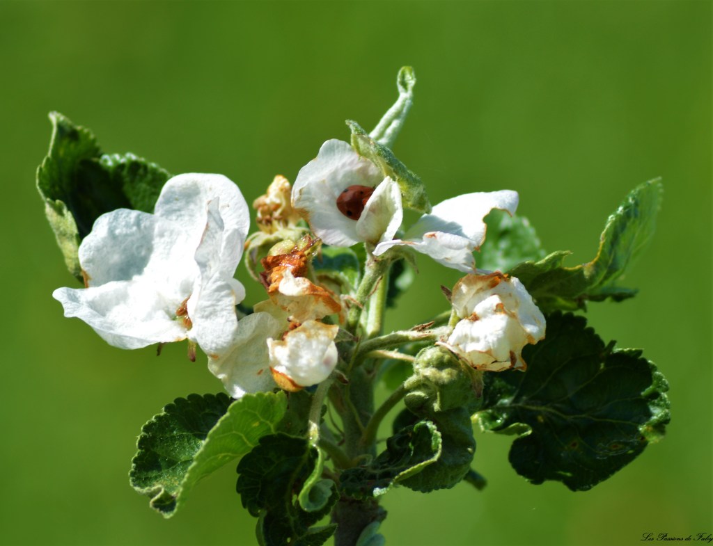 Les pommiers sont en fleurs  Ils berceront ton coeur …&nbsp;🎶🎵