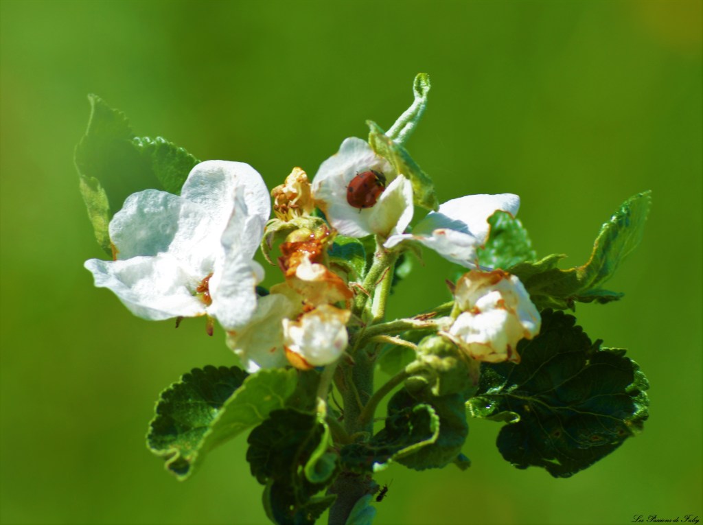 Les pommiers sont en fleurs  Ils berceront ton coeur … 🎶🎵
les-passions-de-faby.com