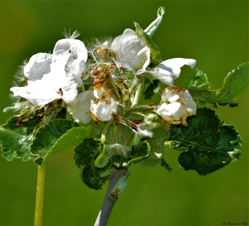 Les pommiers sont en fleurs  Ils berceront ton coeur … 🎶🎵
les-passions-de-faby.com