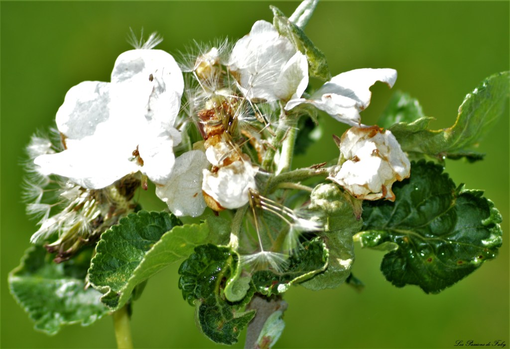 Les pommiers sont en fleurs  Ils berceront ton coeur … 🎶🎵
les-passions-de-faby.com