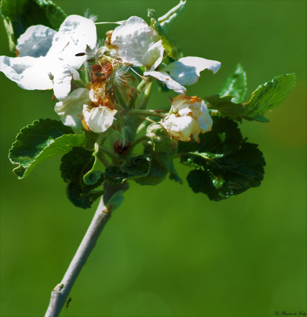 Les pommiers sont en fleurs  Ils berceront ton coeur … 🎶🎵
les-passions-de-faby.com