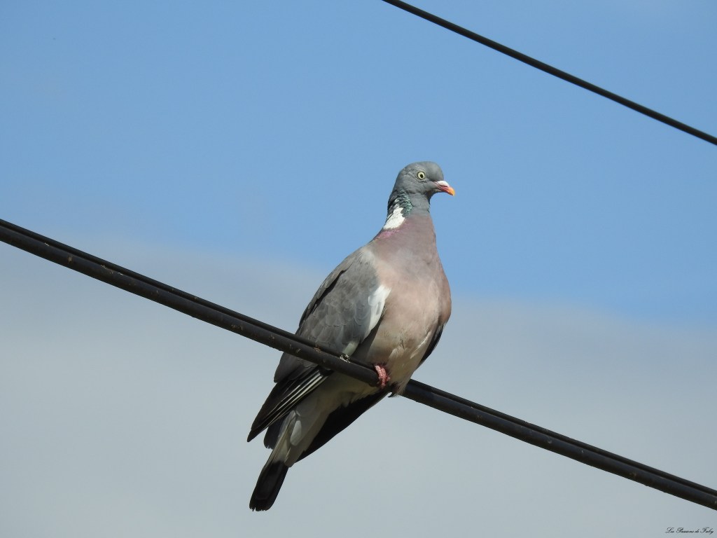 les-passions-de-faby.com