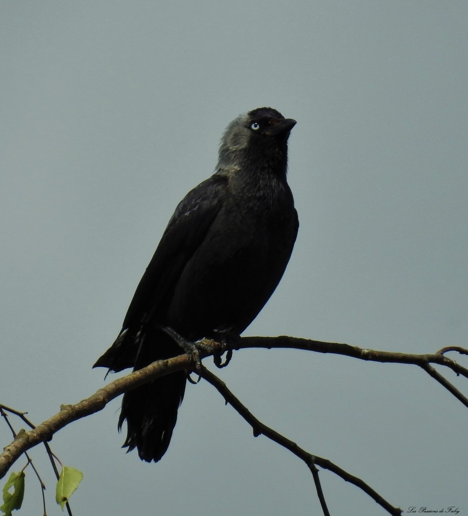 les-passions-de-faby.com