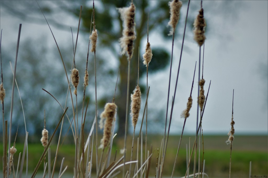 File le Coton des Roseaux
les-passions-de-faby.com