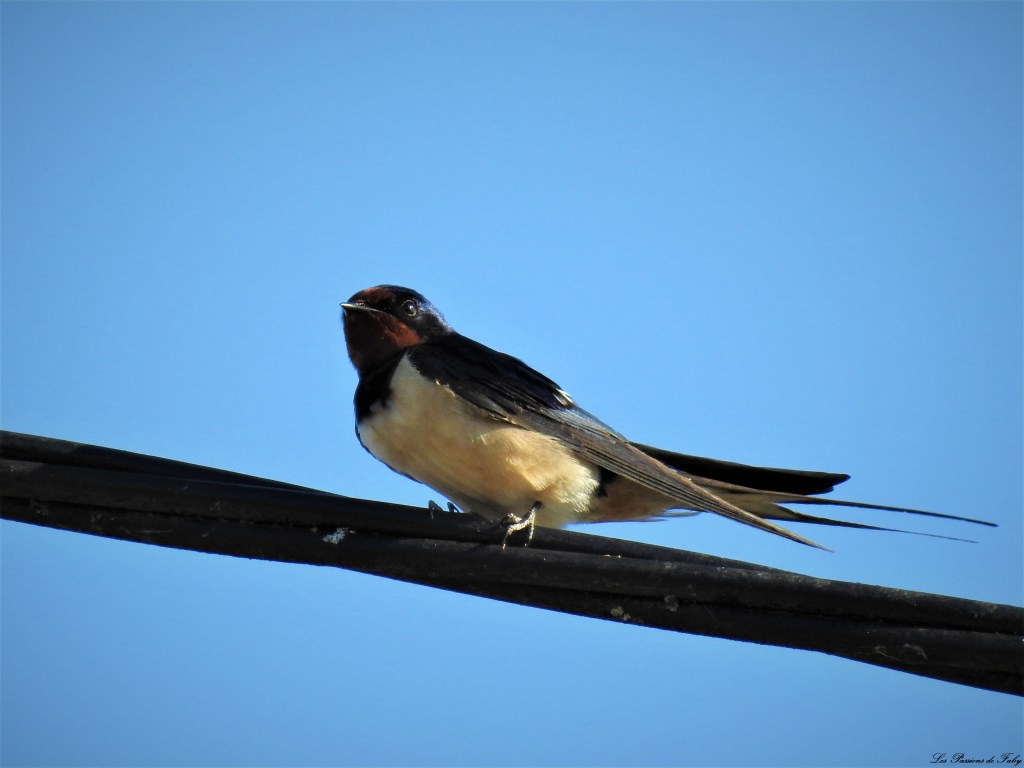 Hirondelle
les-passions-de-faby.com