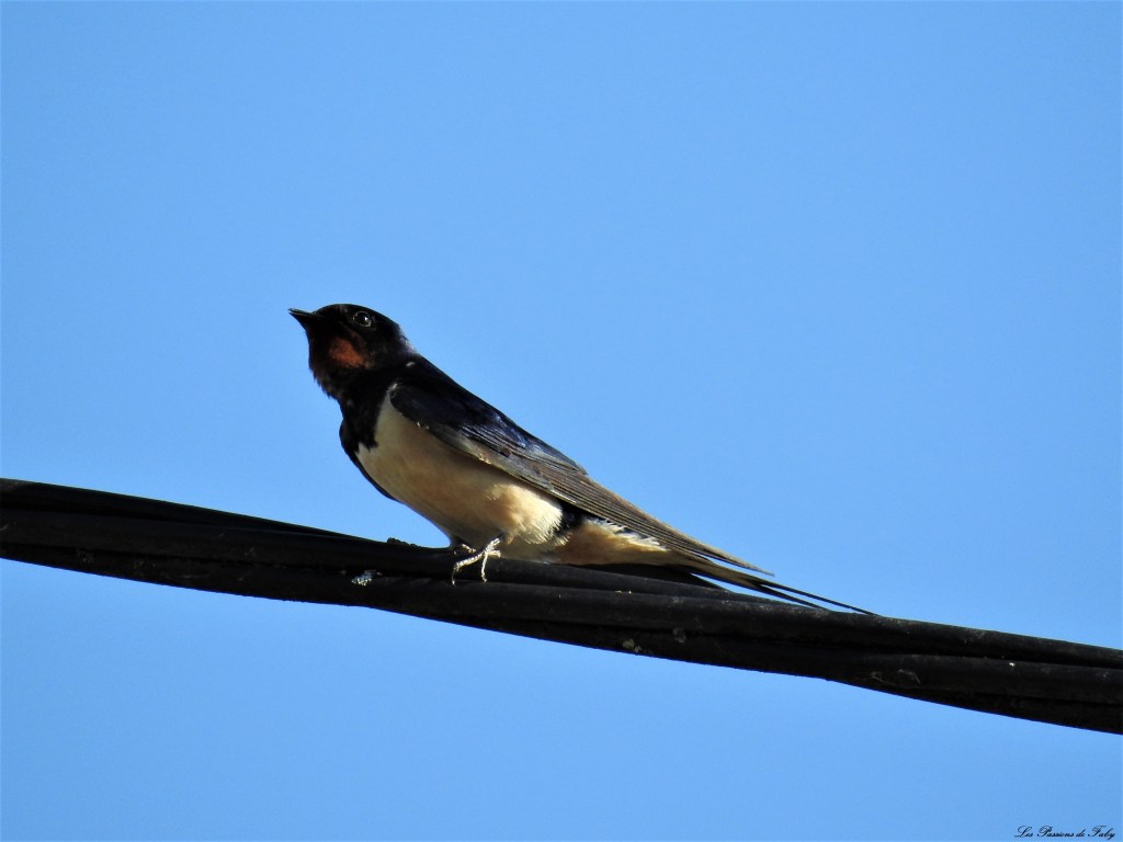 Hirondelle - Appel à la Reproduction-
les-passions-de-faby.com
