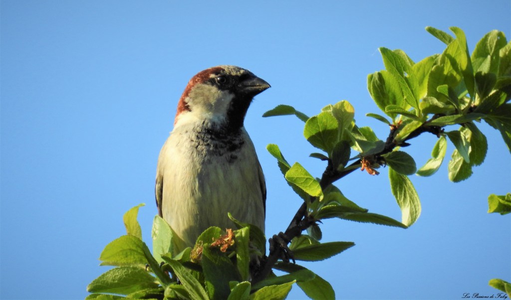 Je suis un rapace… ou pas
les-passions-de-faby.com