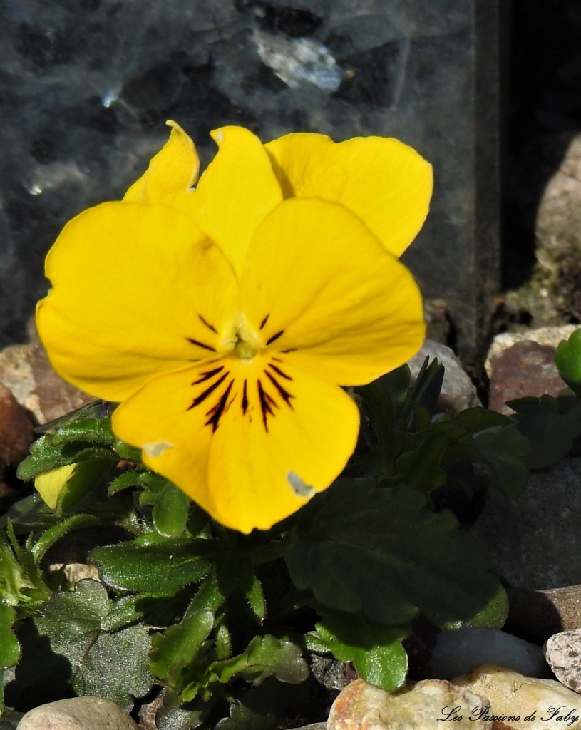 Pensée Sauvage poussant dans les Graviers
les-passions-de-faby.com