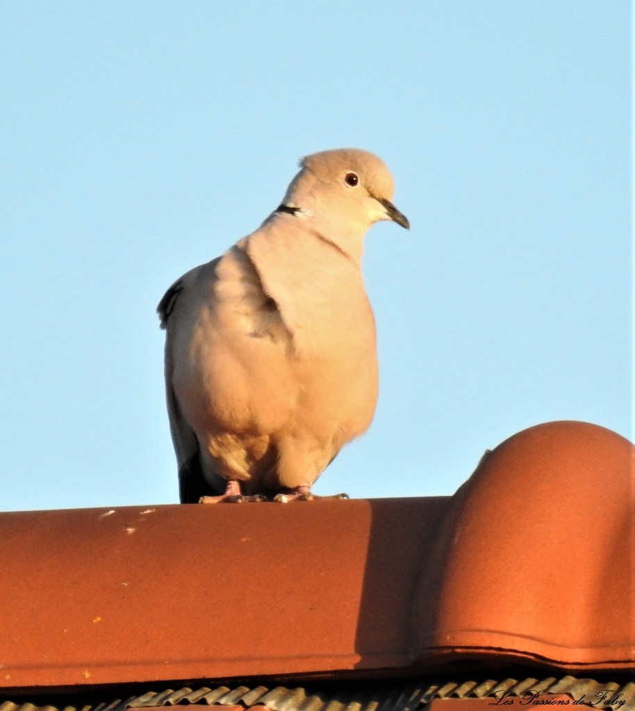 Tourterelle à l'œil de sang 
les-passions-de-faby.com