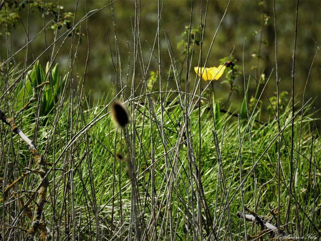 Tulipe sur le vif
les-passions-de-faby.com