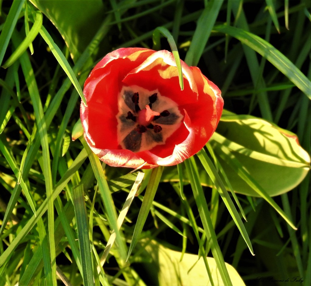 Tulipe
les-passions-de-faby.com
