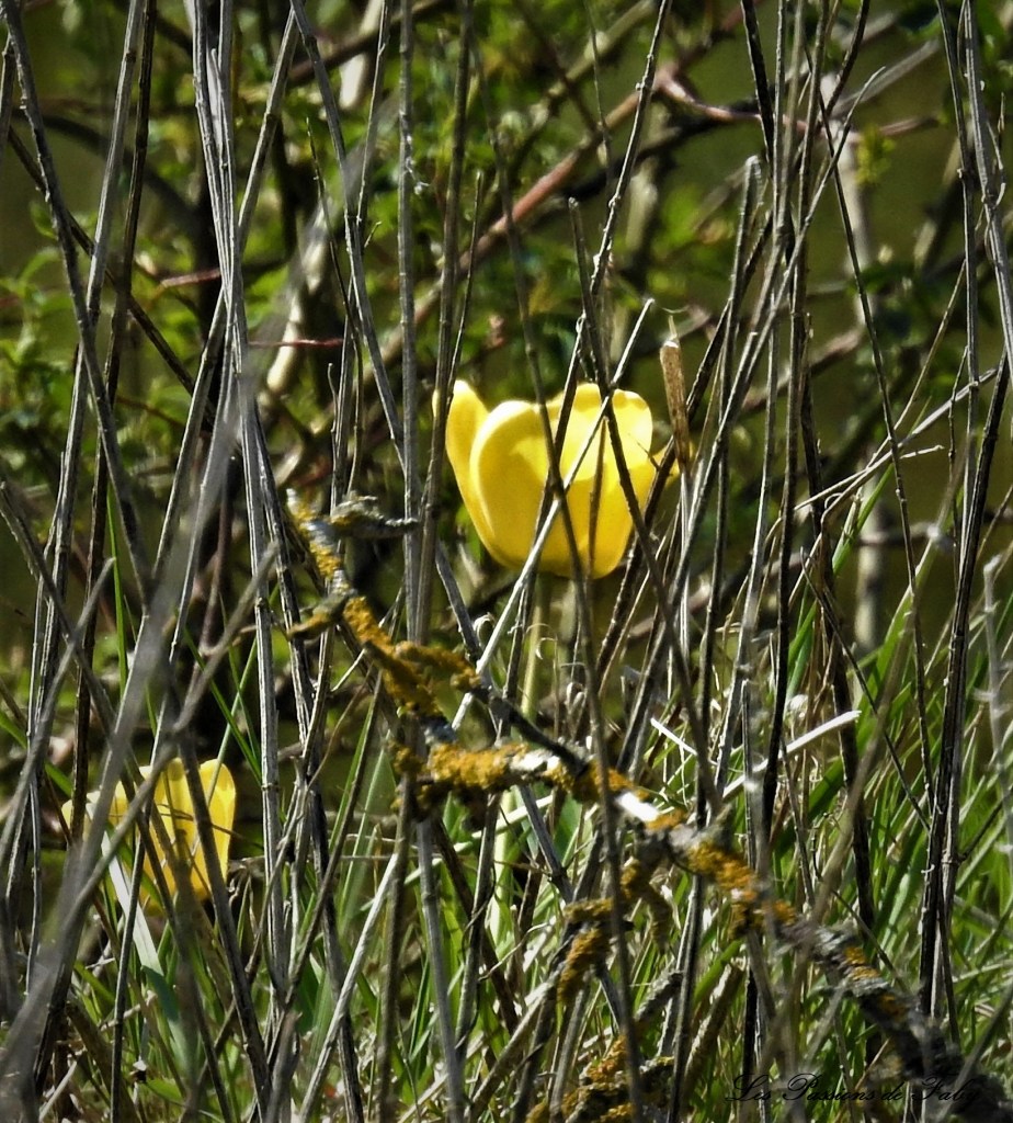 Tulipes Sauvages
les-passions-de-faby.com