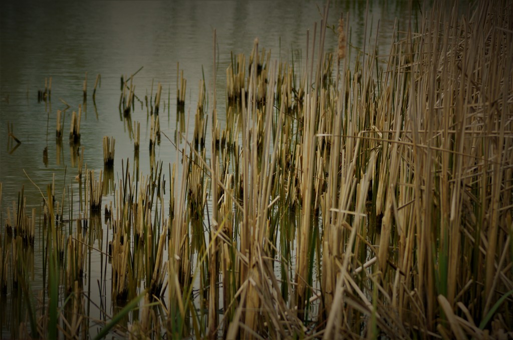 Voilà Comment Respirent les Poissons
les-passions-de-faby.com