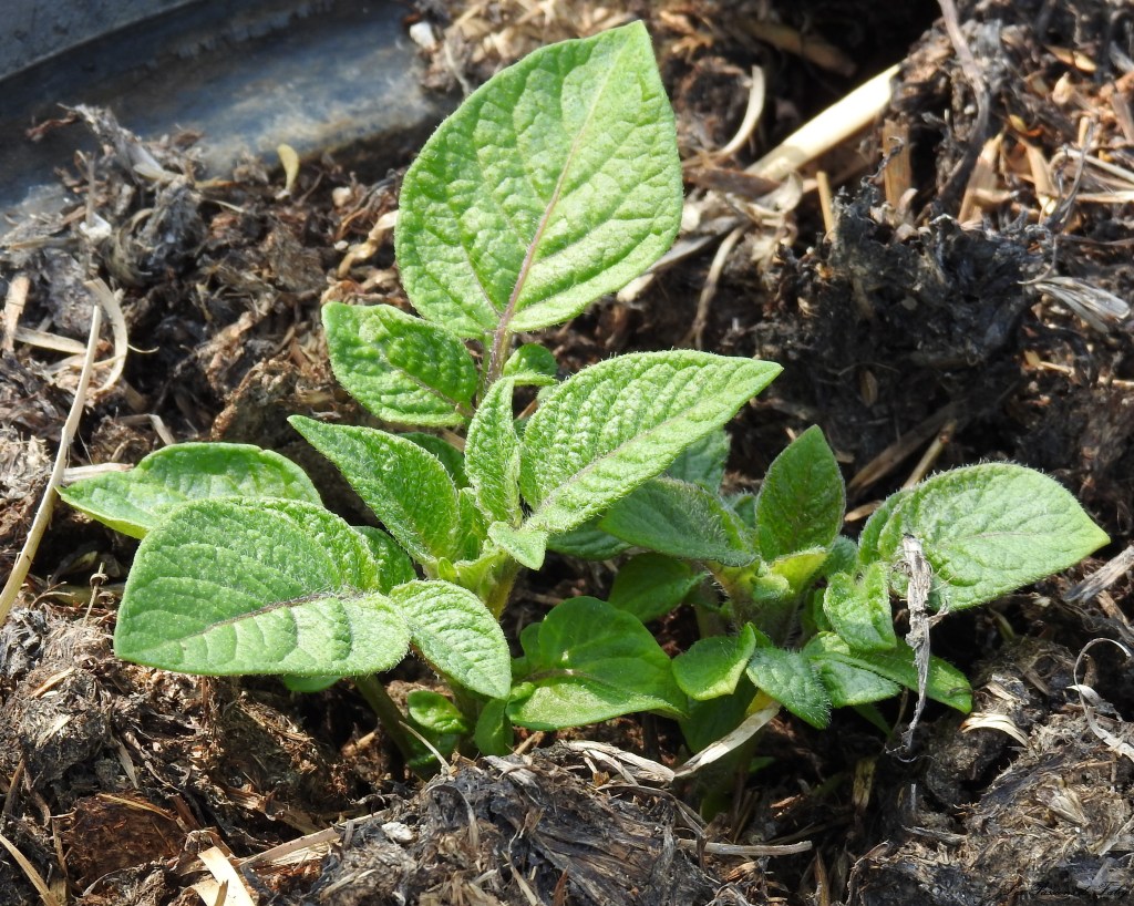 Salut Patate !!! 🥔
les-passions-de-faby.com