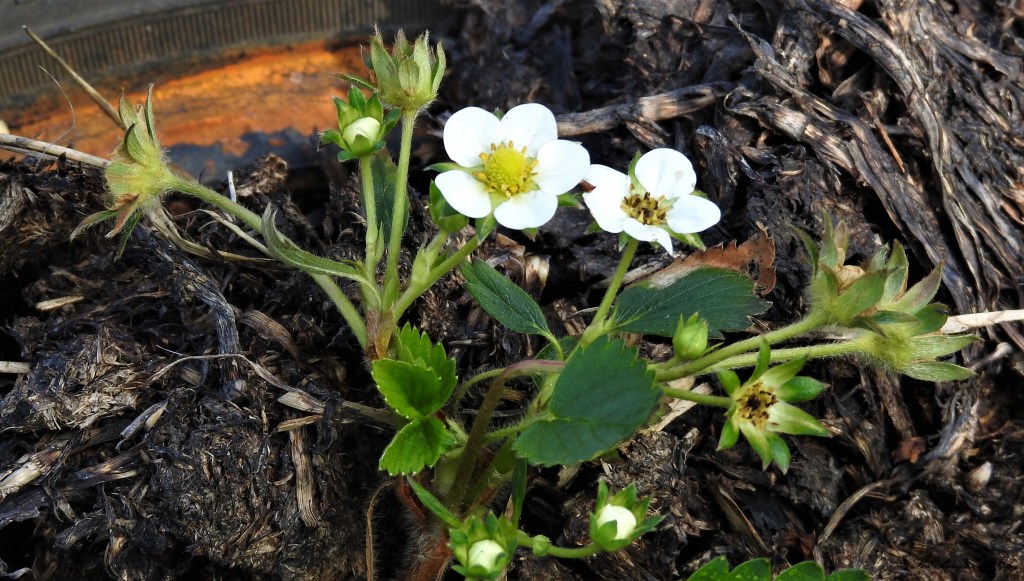 Ramène ta Fraise 🍓
les-passions-de-faby.com