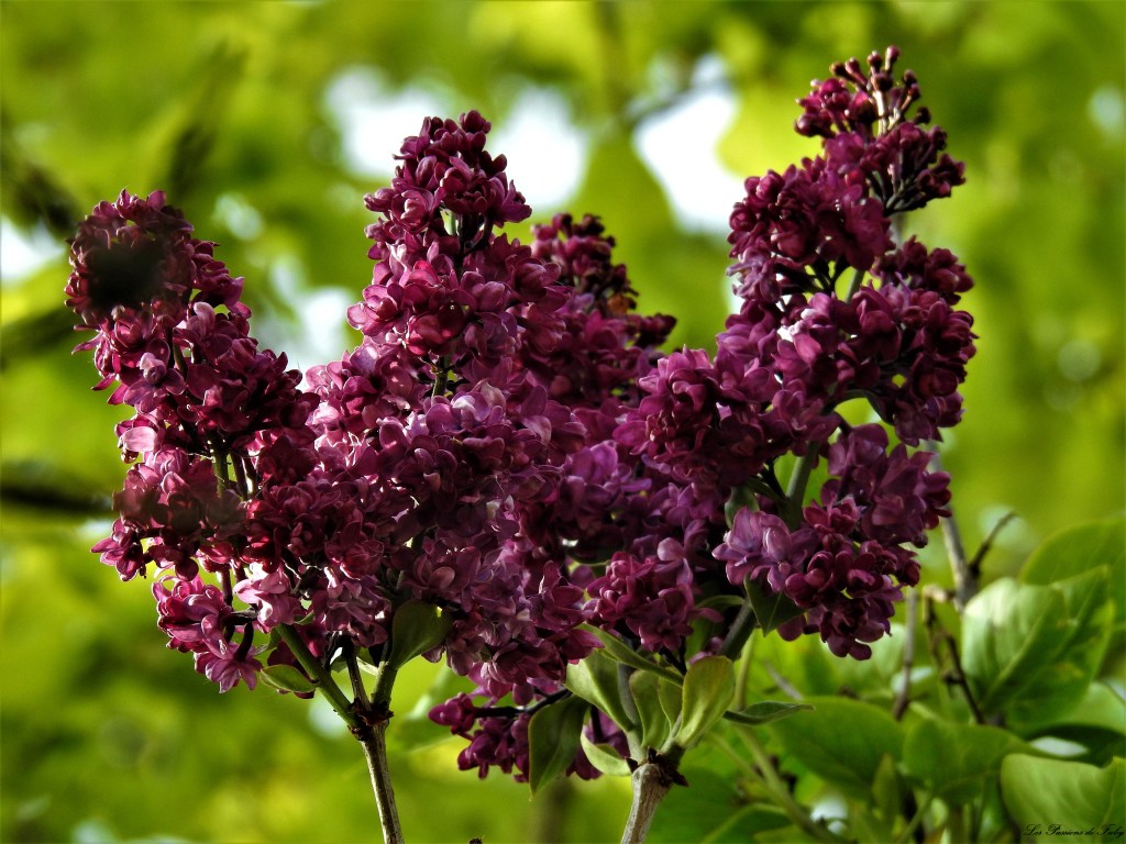 Lilas
les-passions-de-faby.com