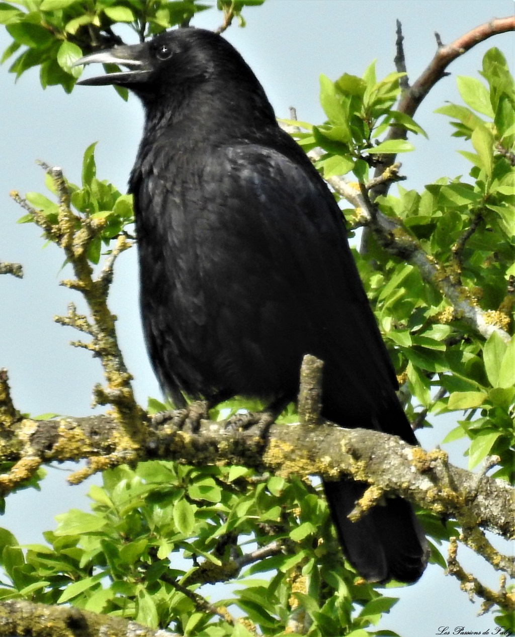 Faune & Flore des&nbsp;Jardins