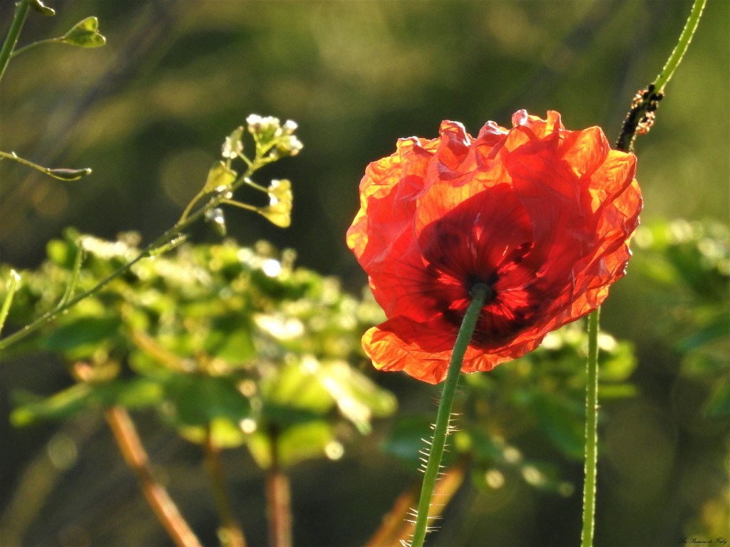 Gentil Coquelicot Mesdames&nbsp;🎶🎵