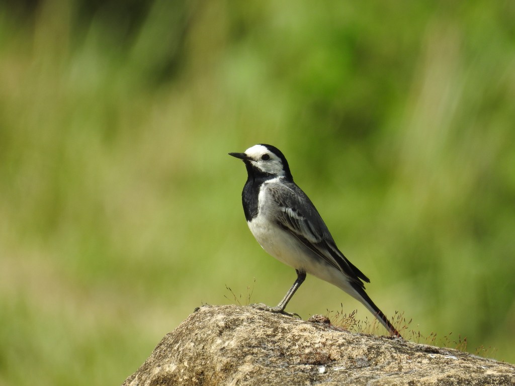 les-passions-de-faby.com