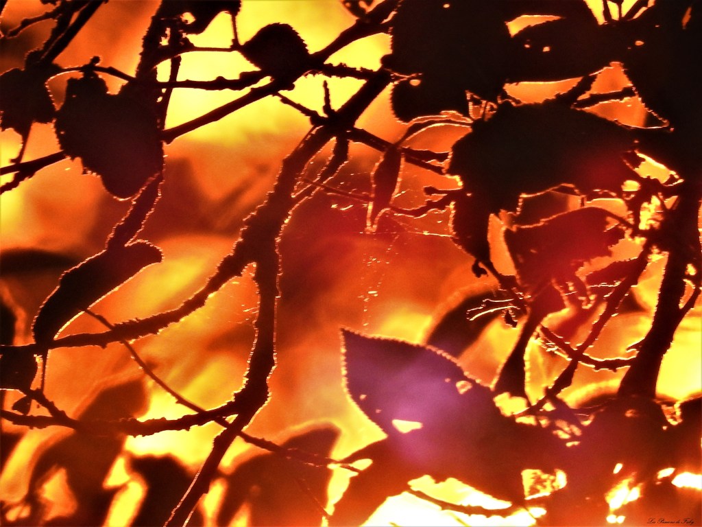 les-passions-de-faby.com