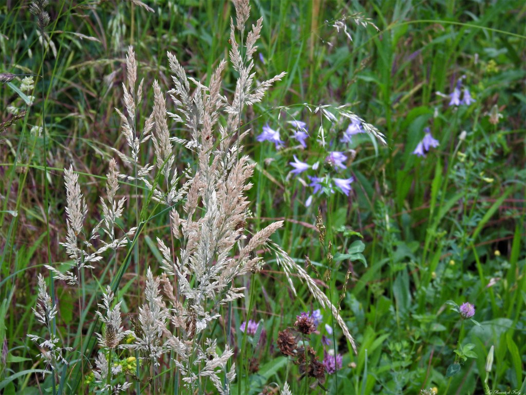 les-passions-de-faby.com