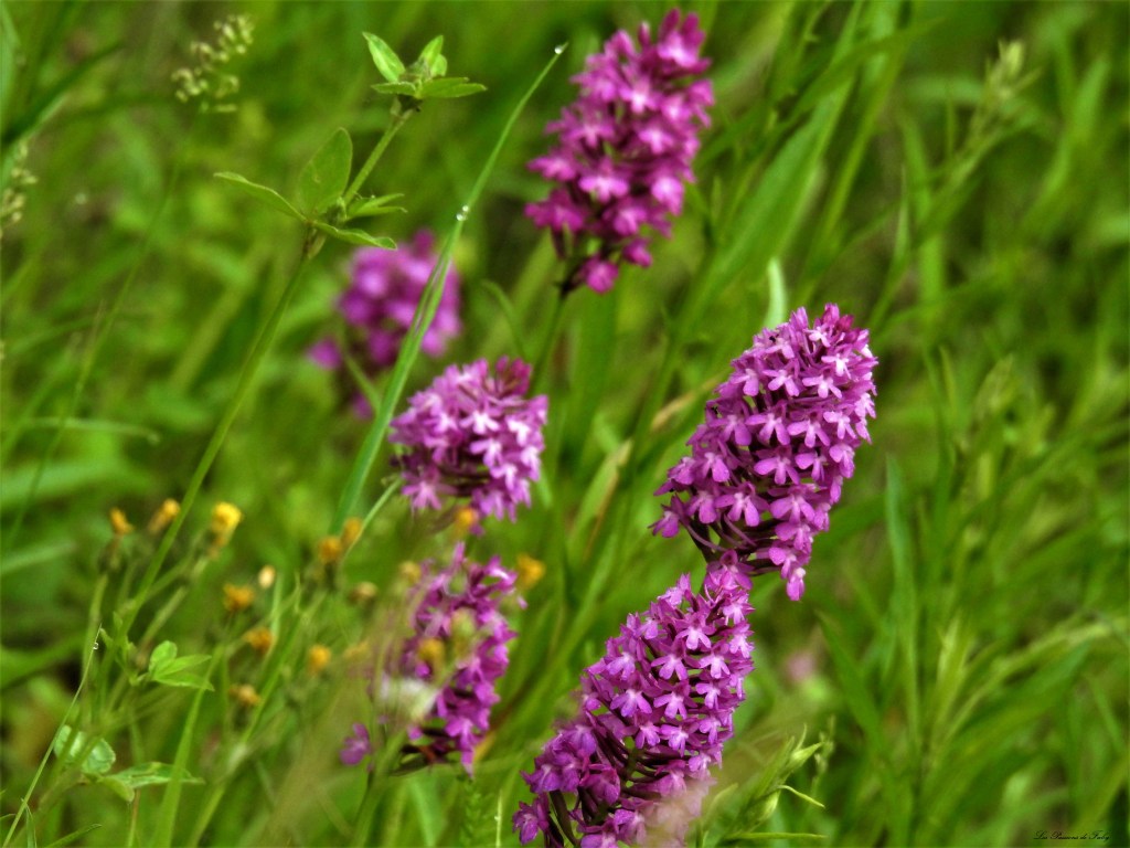 les-passions-de-faby.com