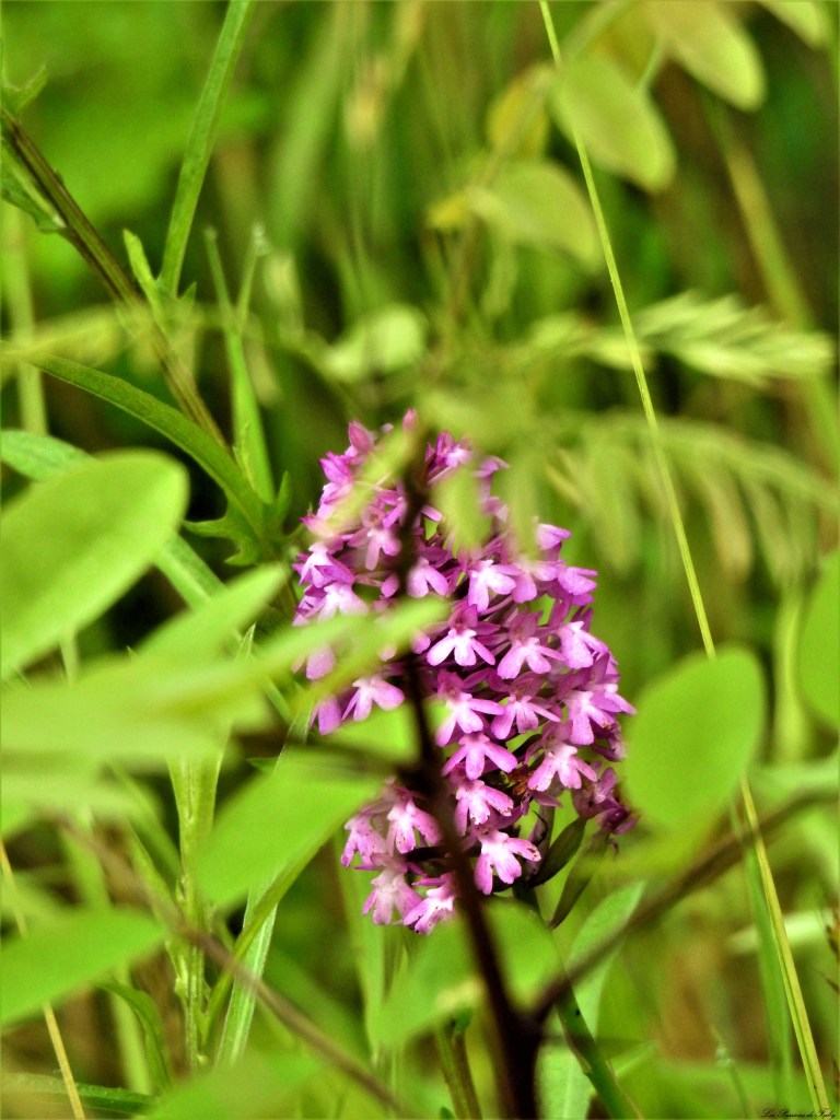 les-passions-de-faby.com