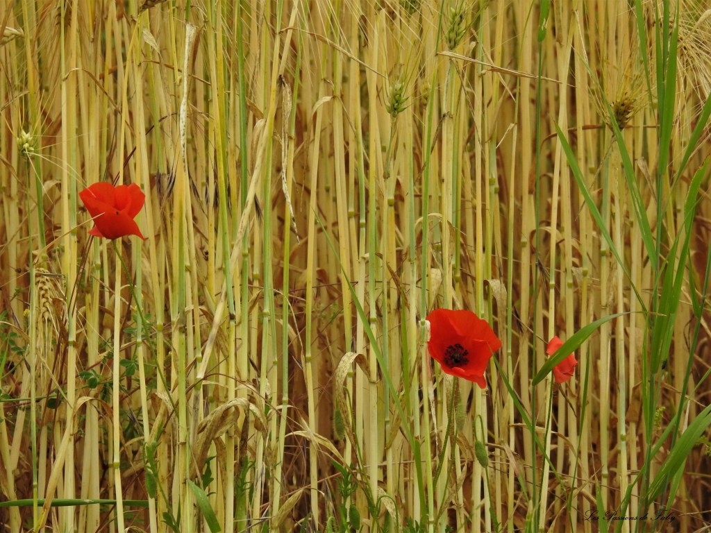 les-passions-de-faby.com