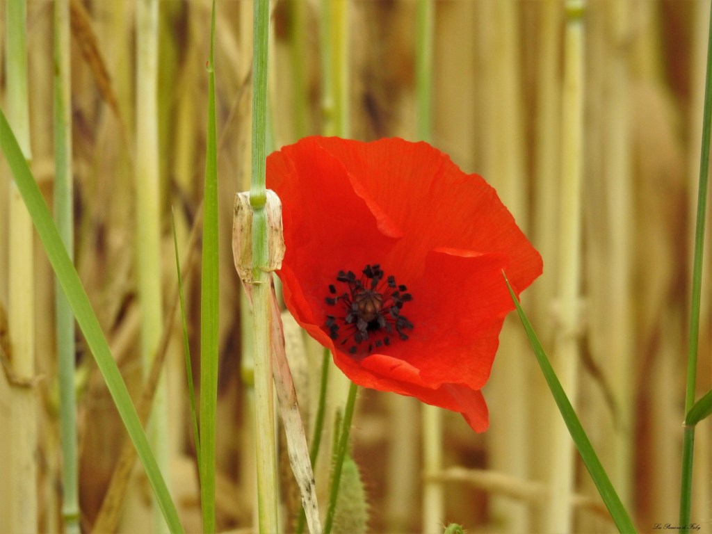 les-passions-de-faby.com