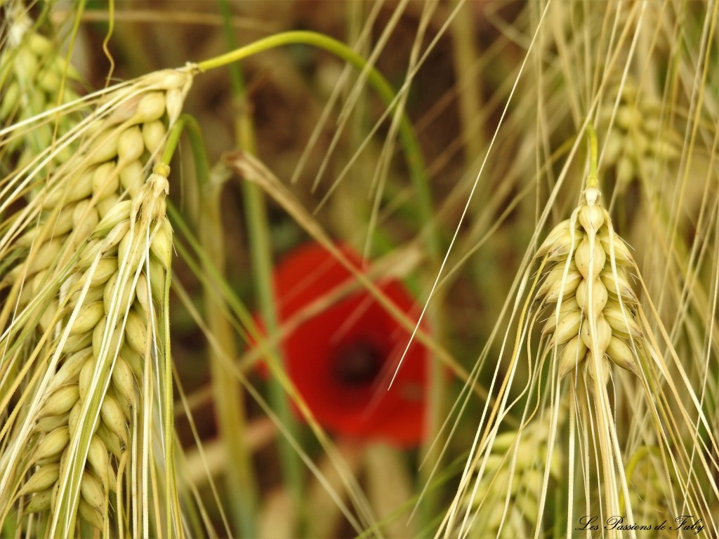 les-passions-de-faby.com