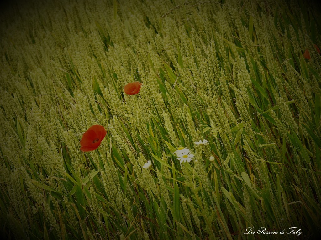 les-passions-de-faby.com