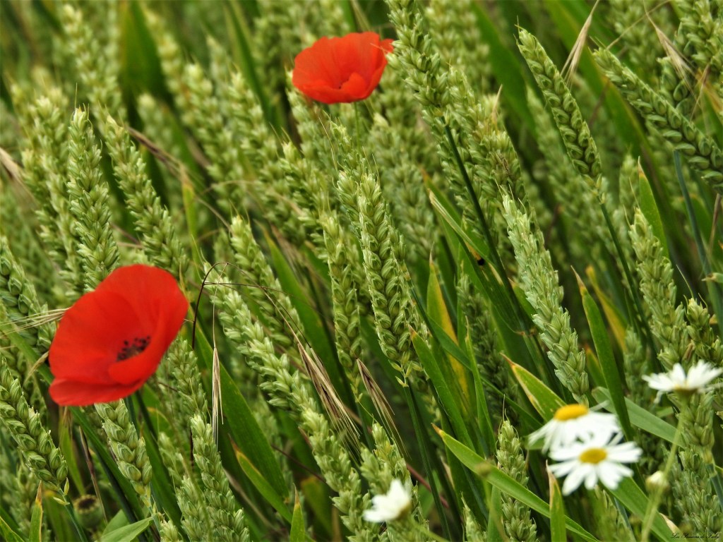 les-passions-de-faby.com