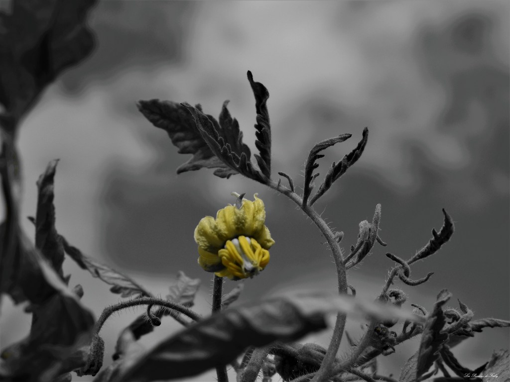 les-passions-de-faby.com