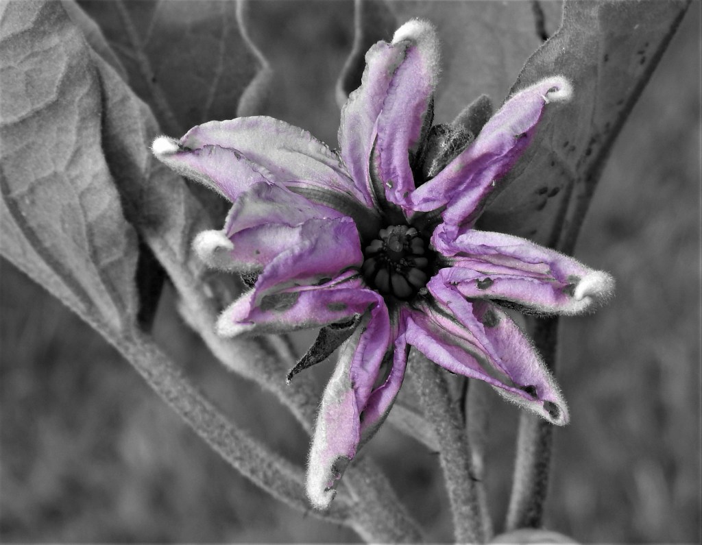 les-passions-de-faby.com